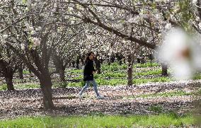 ISRAEL-MODIIN-SPRING-ALMOND TREE-BLOSSOM