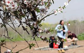 ISRAEL-MODIIN-SPRING-ALMOND TREE-BLOSSOM