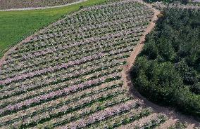 ISRAEL-MODIIN-SPRING-ALMOND TREE-BLOSSOM