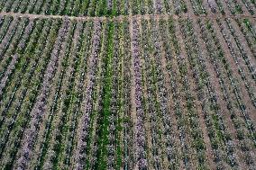 ISRAEL-MODIIN-SPRING-ALMOND TREE-BLOSSOM