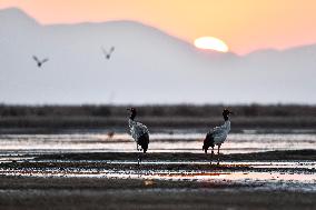 CHINA-GUIZHOU-WEINING-CAOHAI-MIGRANT BIRDS (CN)