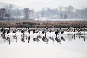 CHINA-GUIZHOU-WEINING-CAOHAI-MIGRANT BIRDS (CN)