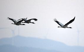 #CHINA-GUIZHOU-WEINING-CAOHAI-MIGRANT BIRDS (CN)