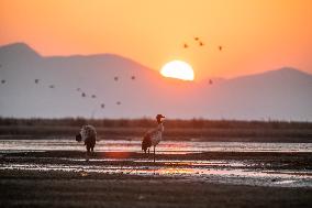 #CHINA-GUIZHOU-WEINING-CAOHAI-MIGRANT BIRDS (CN)