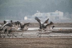 #CHINA-GUIZHOU-WEINING-CAOHAI-MIGRANT BIRDS (CN)