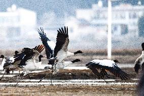 CHINA-GUIZHOU-WEINING-CAOHAI-MIGRANT BIRDS (CN)