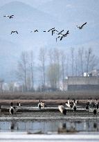 #CHINA-GUIZHOU-WEINING-CAOHAI-MIGRANT BIRDS (CN)