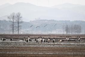 CHINA-GUIZHOU-WEINING-CAOHAI-MIGRANT BIRDS (CN)