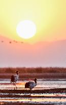 CHINA-GUIZHOU-WEINING-CAOHAI-MIGRANT BIRDS (CN)