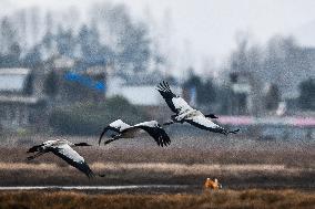 CHINA-GUIZHOU-WEINING-CAOHAI-MIGRANT BIRDS (CN)