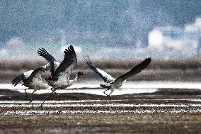 CHINA-GUIZHOU-WEINING-CAOHAI-MIGRANT BIRDS (CN)