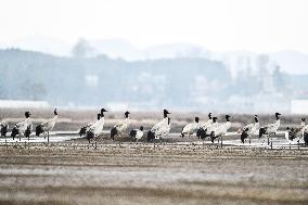 CHINA-GUIZHOU-WEINING-CAOHAI-MIGRANT BIRDS (CN)