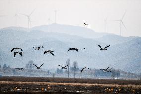 CHINA-GUIZHOU-WEINING-CAOHAI-MIGRANT BIRDS (CN)