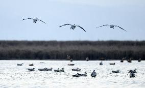 #CHINA-GUIZHOU-WEINING-CAOHAI-MIGRANT BIRDS (CN)