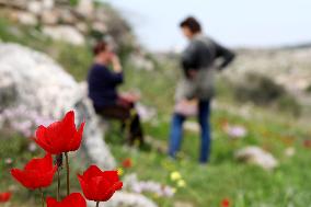 ISRAEL-MODIIN-SPRING FLOWER