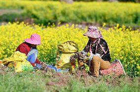 CHINA-GUIZHOU-AGRICULTURE (CN)