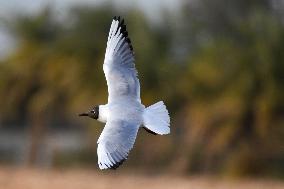 KUWAIT-BIRDS-BLACK-HEADED GULLS