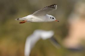KUWAIT-BIRDS-BLACK-HEADED GULLS