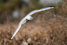 KUWAIT-BIRDS-BLACK-HEADED GULLS