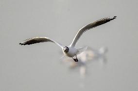 KUWAIT-BIRDS-BLACK-HEADED GULLS