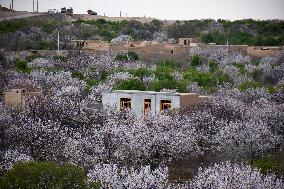 AFGHANISTAN-BALKH-ALMOND-BLOOMS