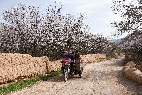 AFGHANISTAN-BALKH-ALMOND-BLOOMS