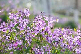 #CHINA-SPRING-SCENERY (CN)