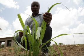 TANZANIA-DAR ES SALAAM-CHINESE JUNCAO TECHNOLOGY-SUSTAINABLE AGRICULTURE-WORKSHOP