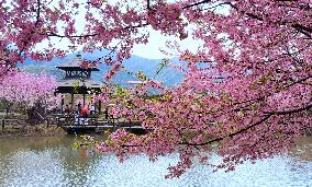 CHINA-HUNAN-CHANGNING-CHERRY BLOSSOMS (CN)