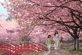 CHINA-HUNAN-CHANGNING-CHERRY BLOSSOMS (CN)