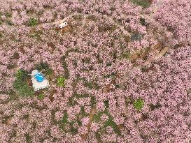 CHINA-HUNAN-CHANGNING-CHERRY BLOSSOMS (CN)