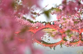 CHINA-HUNAN-CHANGNING-CHERRY BLOSSOMS (CN)