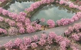 CHINA-HUNAN-CHANGNING-CHERRY BLOSSOMS (CN)