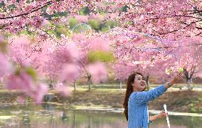 CHINA-HUNAN-CHANGNING-CHERRY BLOSSOMS (CN)