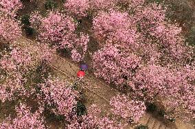 CHINA-HUNAN-CHANGNING-CHERRY BLOSSOMS (CN)