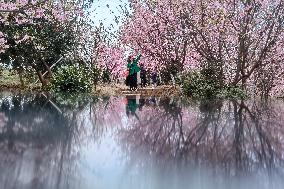 CHINA-HUNAN-CHANGNING-CHERRY BLOSSOMS (CN)