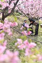 CHINA-HUNAN-CHANGNING-CHERRY BLOSSOMS (CN)