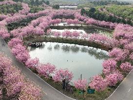 CHINA-HUNAN-CHANGNING-CHERRY BLOSSOMS (CN)