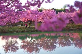 CHINA-HUNAN-CHANGNING-CHERRY BLOSSOMS (CN)