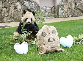 Giant panda Rauhin on "White Day" in Japan