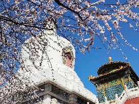 CHINA-BEIJING-SPRING-BLOSSOMS (CN)