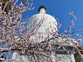 CHINA-BEIJING-SPRING-BLOSSOMS (CN)