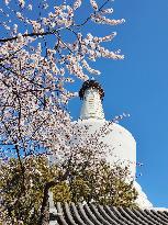 CHINA-BEIJING-SPRING-BLOSSOMS (CN)