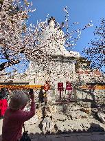 CHINA-BEIJING-SPRING-BLOSSOMS (CN)