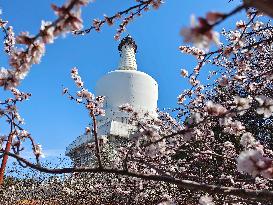 CHINA-BEIJING-SPRING-BLOSSOMS (CN)