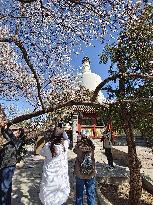 CHINA-BEIJING-SPRING-BLOSSOMS (CN)