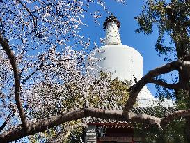 CHINA-BEIJING-SPRING-BLOSSOMS (CN)