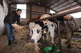 TURKEY-ISTANBUL-INFLATION-CATTLE RAISERS