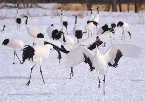 Red-crowned cranes in Hokkaido