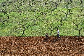 #CHINA-SPRING-SCENERY-FARMING